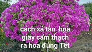 cách xả tàn hoa giấy cẩm thạch ra hoa đúng Tết