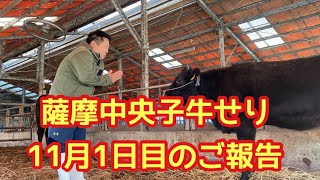 薩摩中央子牛せり11月1日目に行った結果…