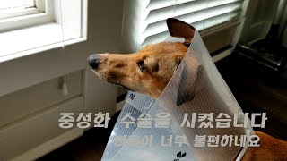 강아지를(여아, 미국) 중성화 수술을 시켰습니다, 마음이 너무 불편합니다 - 미안하고 안스럽고 여러가지 복잡한 마음입니다