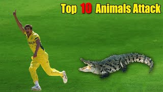 Top 10 Animal Attack in Cricket Ground || Cricket Info