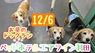 12/6昼☀️ワンちゃんドッグラン〜猫ちゃん〜のご様子です♪羽田空港近くのペットホテルエアライン羽田にご宿泊中のペットちゃん達です♡