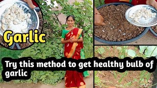 వెల్లుల్లి ఇలా పెంచండి|best way to grow garlic..#garlic#BMGARDENER