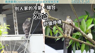 20230714 〈北大安水花家〉（2）別人家的冷氣、陽台，水爸狩獵停棲【大安森林公園鳳頭蒼鷹Crested Goshawk】