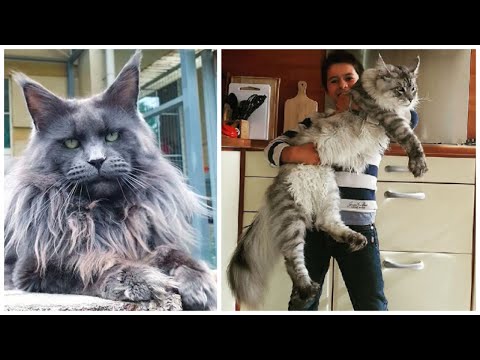 The 8 Biggest Domestic Cat Breeds - YouTube