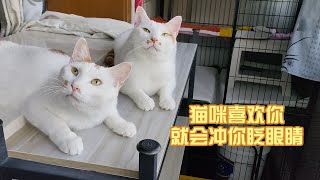 猫咪喜欢你，就会冲你眨眼睛，特别特别喜欢你 ，就会使劲眨眼，使劲暗示