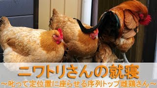 ニワトリさんの就寝～叱って定位置に座らせる序列トップ雌鶏さん～