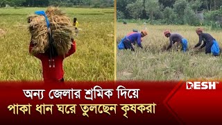 বোরো ধান কেটে ঘরে তুলতে ব্যস্ত কৃষক | Shariatpur | Paddy | News | Desh TV