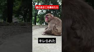 【衝撃映像】猿からキレられるシリーズ②陰部のデカさを褒めたら編　#shorts #shortvideo