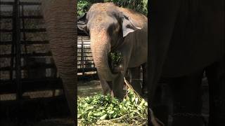 මෙයාව අදුරනවද බලමු😍😍#elephant #shorts