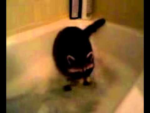 pet raccoon poops during bathtime pet raccoon poops during bathtime