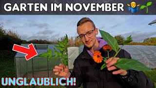 Gartenrundgang November: Tabak, Tomaten, Blumen \u0026 Gründüngung 🌱😳