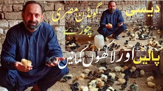 Golden misri 🐤chicks | Golden misri poultry farming