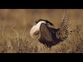 Centrocercus sounds