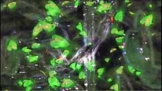 Circularity Of Life HD