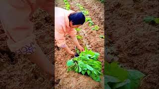 Farmers' unique technique for planting green mustard seeds #shorts