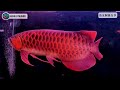 ｜龍魚｜蝦子表示害怕！客人飼養分享紀錄 guest feedback 紅龍 arowana 【精品龍魚鴻龍高雄店】honglong khh