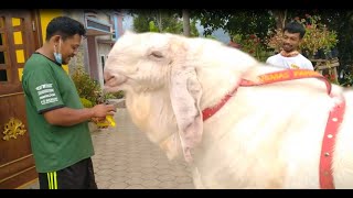 Kambing Monster Mr.Thole Ras Senduro Asal Jatiroto Wonogiri