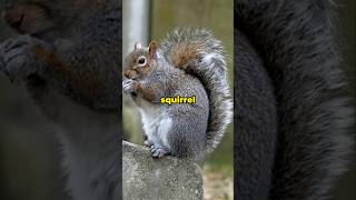 These Squirrels Are Secretly GENIUS Forest Engineers #facts #shorts