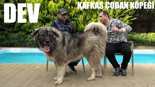 Kafkaz coban kopeyi - video klip mp4 mp3