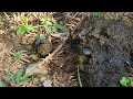 two dung beetles rolling dung ball real wild amazing animals amazing nature