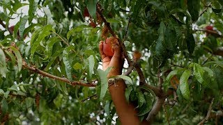 #UCDavisLife: Majoring in Sustainable Agriculture and Food Systems