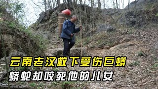 云南老汉救下受伤巨蟒，蟒蛇却咬死他的儿女！为何村民拍手叫好？