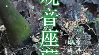 恐龙同时代的蕨类植物，观音蕨，大家一定要认识 创作灵感 植物科普 我的乡村生活