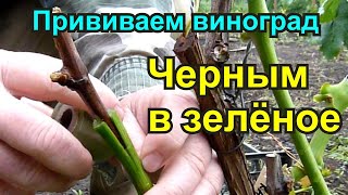 Прививка винограда чёрным в зёлёное.