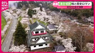 【絶景】城跡の桜＆360度パノラマ！空から見るサクラの名所　宮城　NNNセレクション