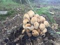 identifying the Glistening Ink Cap, Mica Cap, Coprinellus micaceus