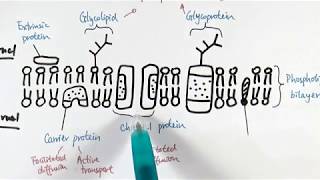 AS Biology - Structure and function of plasma membranes (OCR A Chapter 5.1)