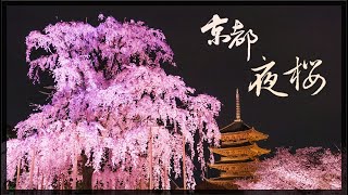 【日本系列16】世界文化遺產，京都東寺，夜櫻祭。美感真的要從小、從身邊的事物做起，同樣是櫻花，日本的櫻花打燈真的值得我們好好學習。＃京都＃伊恩愛種花