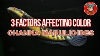 3 Crucial Factors Affecting Color in Channa Marulioides