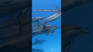 Why Do Dolphins Leap Out of Water? 🐬