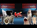 Capybara team vs All Cats! Meme battle