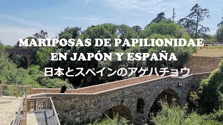 Mariposas de Papilionidae en Japón y España  日本とスペインのアゲハチョウ