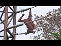 キキ、ロキのスカイウォーク・オランウータン