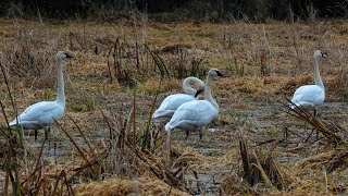 Trumpeter Swans In The Grass   Hemer Provincial Park   January 7, 2025