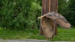 FZ 1000 Slow Motion Greifvogel