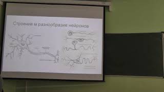 Физиология человека и животных. Лекция 5. Анатомия и физиология ЦНС. Зыбина А. М. edit