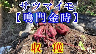 サツマイモ【鳴門金時】収穫！