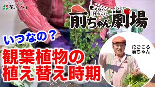 前ちゃん劇場　観葉植物植え替え時期