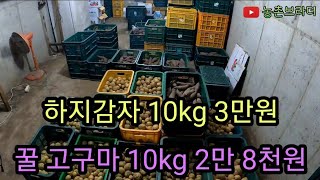 하지 햇 감자 10kg 3만원 꿀 고구마 10kg 2만8천원 택배비는 별도. 많지 않기 때문에 문자 오는 순차적으로 판매합니다.