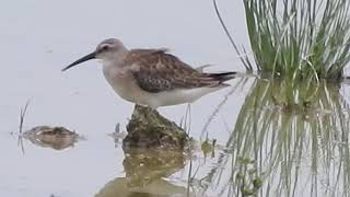 Curlew Sandpiper juvenile