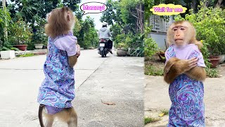 Monkey Lyly misunderstood her mother not taking her out and her reaction