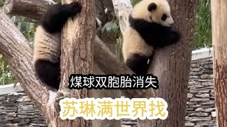 苏琳的两个煤球幼崽不见了，急的苏琳满世界的找