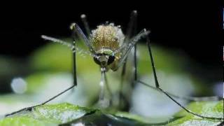 Mosquito metamorphosis  time-lapse