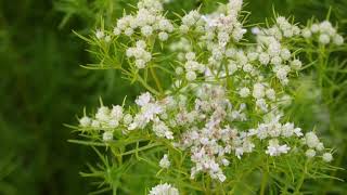 Mountain Mint