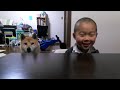 柴犬小春・お兄ちゃんとポカポカこたつ