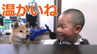 柴犬小春・お兄ちゃんとポカポカこたつ